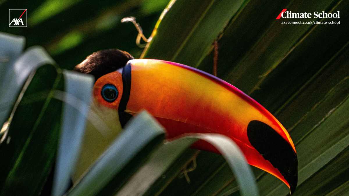 Digital Wallpaper - Toucan