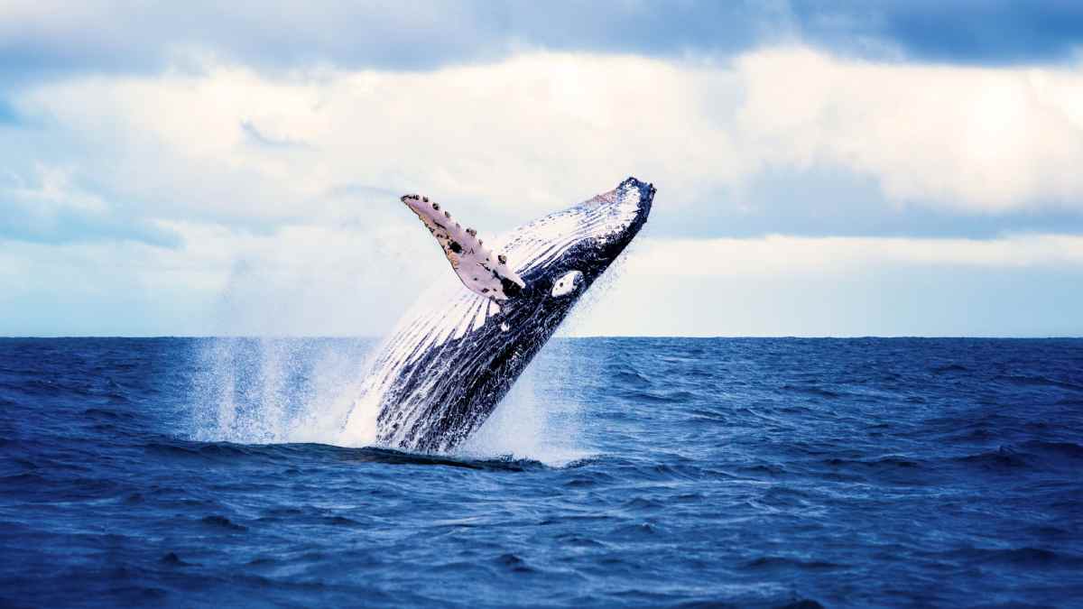 Whale breaching the water