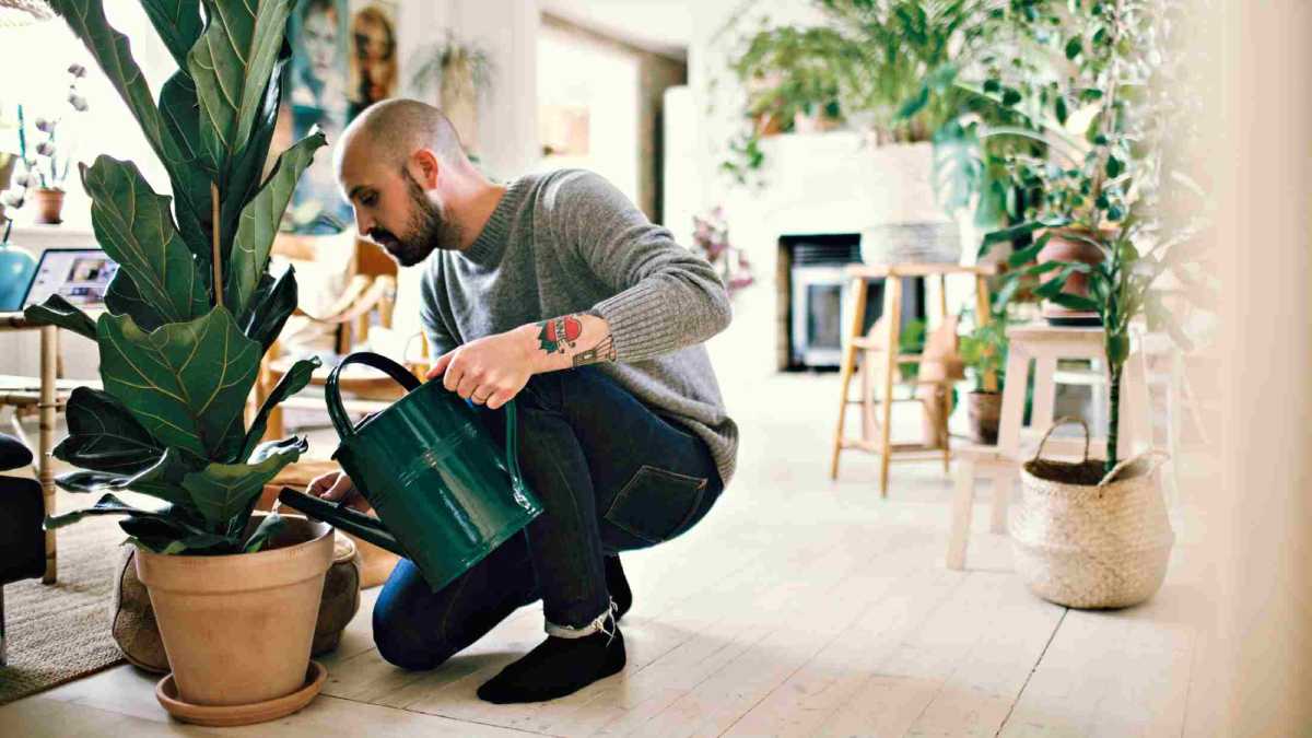 man kneeling down watering a plant in a sunny room in his house